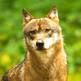 Coyote Sounds & Calls3.5_Popularmodapk.com