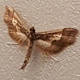 Alessandro Cappella2.5.912_Popularmodapk.com