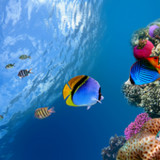 Ocean Fish Live Wallpaper7.0_Popularmodapk.com