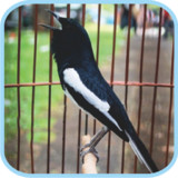 Masteran Kicau Kacer Mp38.0_Popularmodapk.com