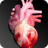 Circulatory System 3D Anatomy1.8_Popularmodapk.com
