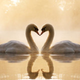 Swans Jigsaw Puzzles2.12.10_Popularmodapk.com