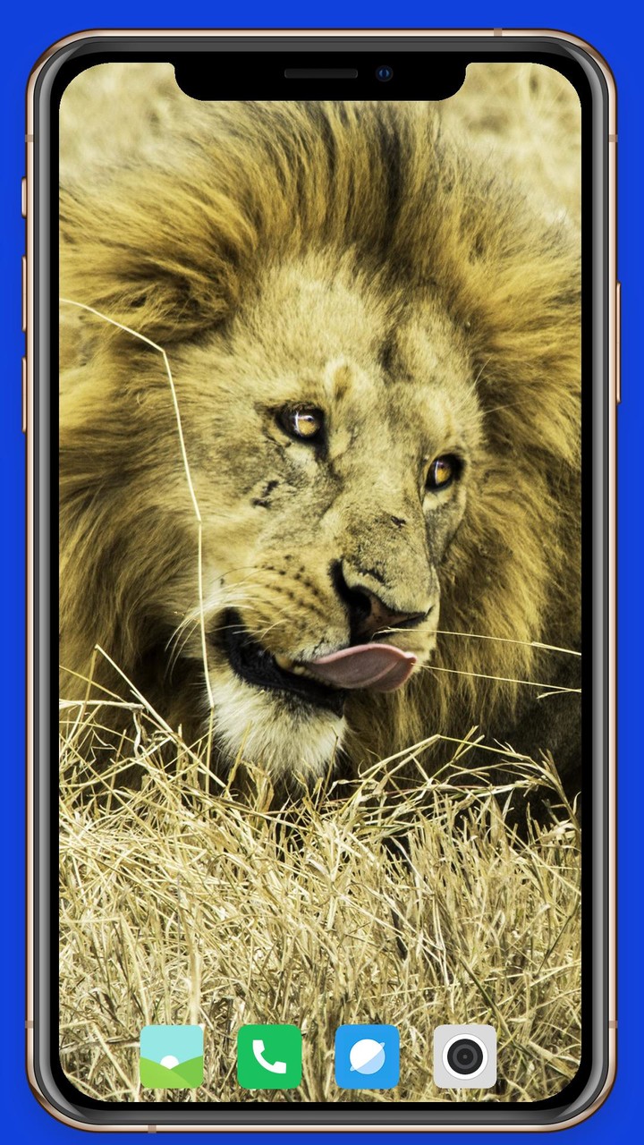 Lion Wallpaper screenshot image 18_Popularmodapk.com