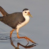 White-breasted waterhen sounds2.7_Popularmodapk.com