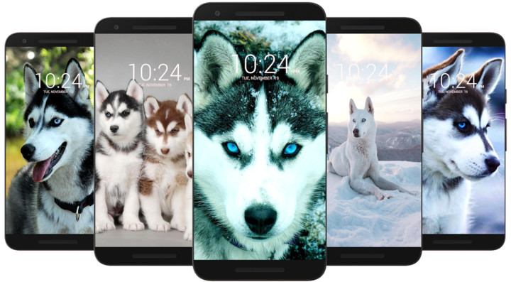 Husky Dog Wallpaper HD screenshot image 3_Popularmodapk.com