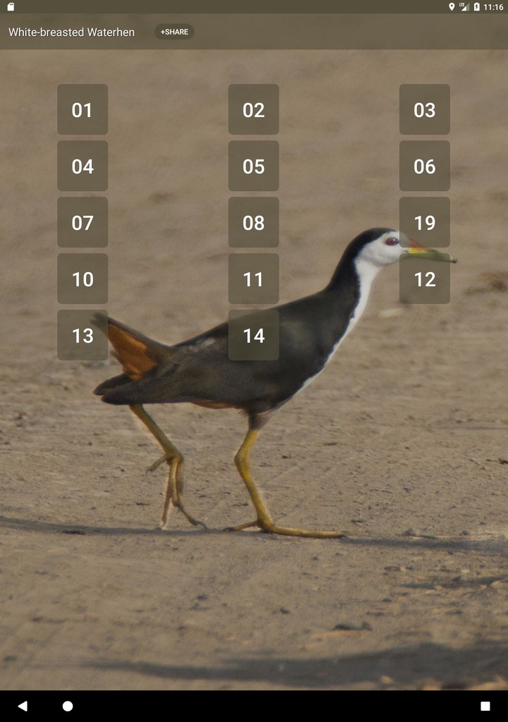 White-breasted waterhen sounds screenshot image 5_Popularmodapk.com