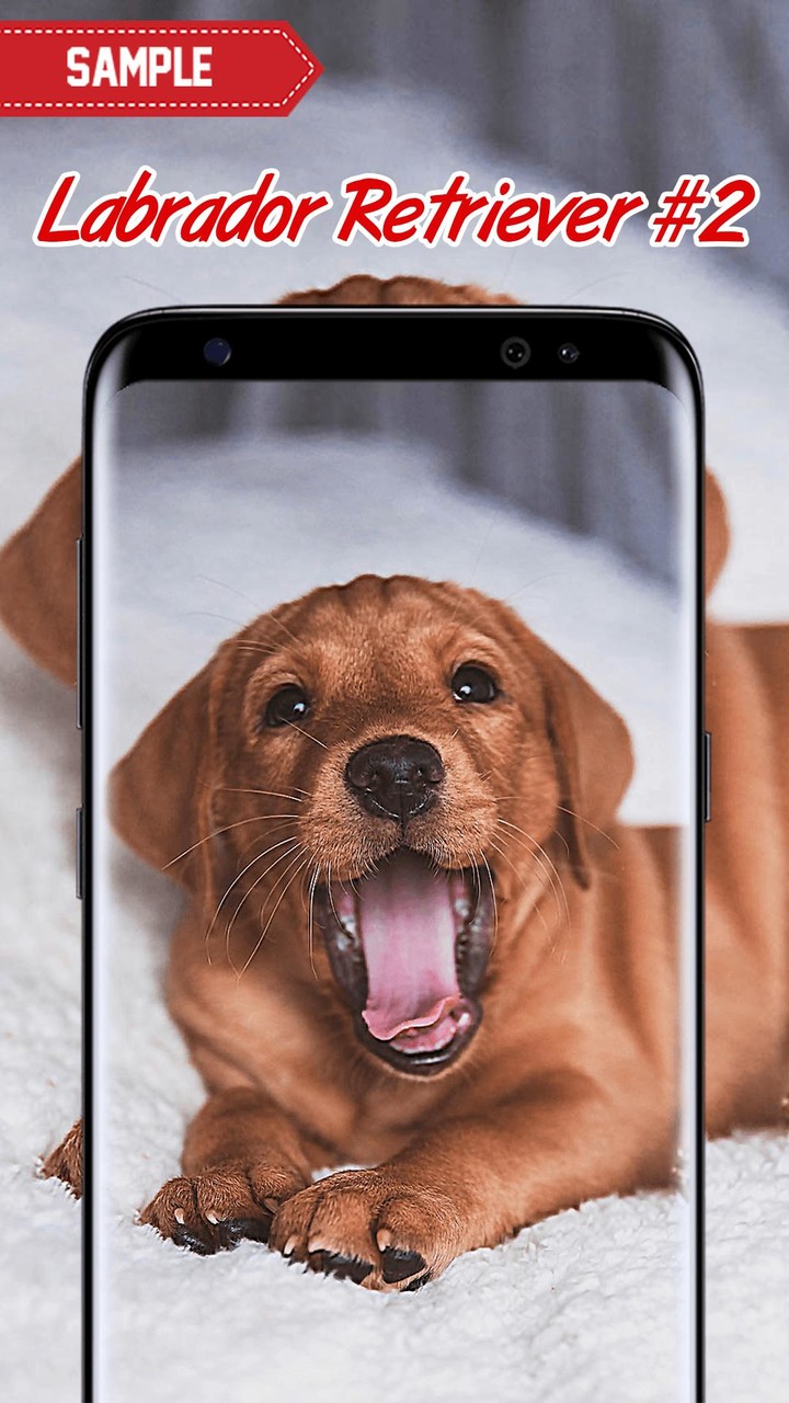 Labrador Retriever Wallpaper screenshot image 2_Popularmodapk.com