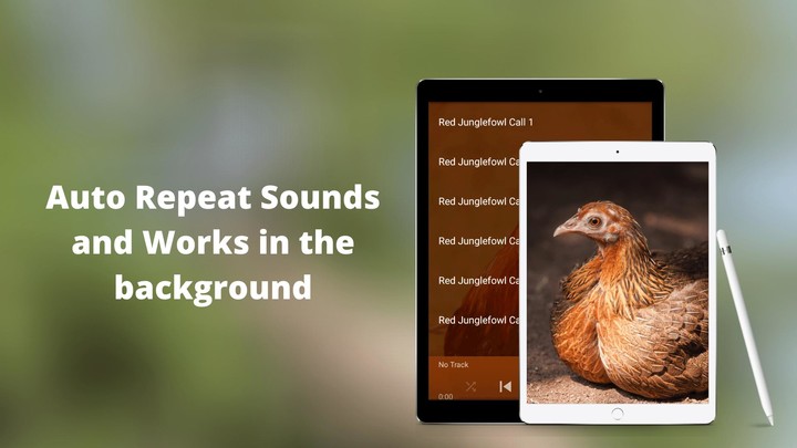 Red Junglefowl Sounds screenshot image 6_Popularmodapk.com