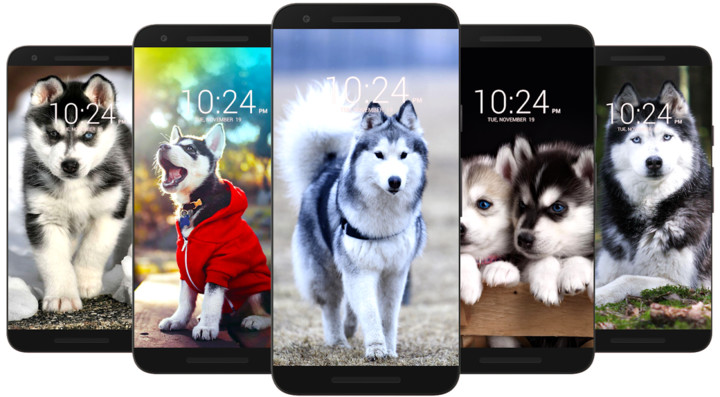 Husky Dog Wallpaper HD screenshot image 1_Popularmodapk.com