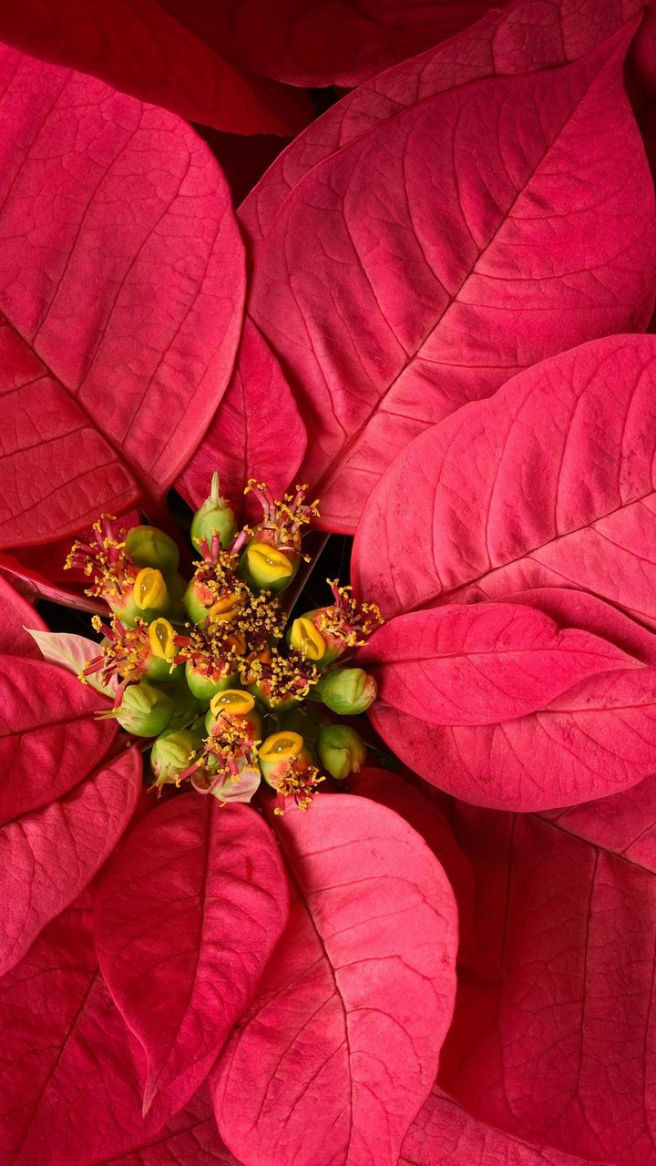 HD Macro Wallpaper screenshot image 5_Popularmodapk.com