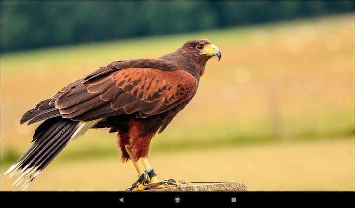 Beautiful  Falcon Backgrounds screenshot image 4_Popularmodapk.com