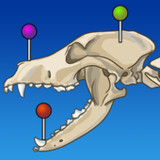 vet-Anatomy3.0.1_Popularmodapk.com