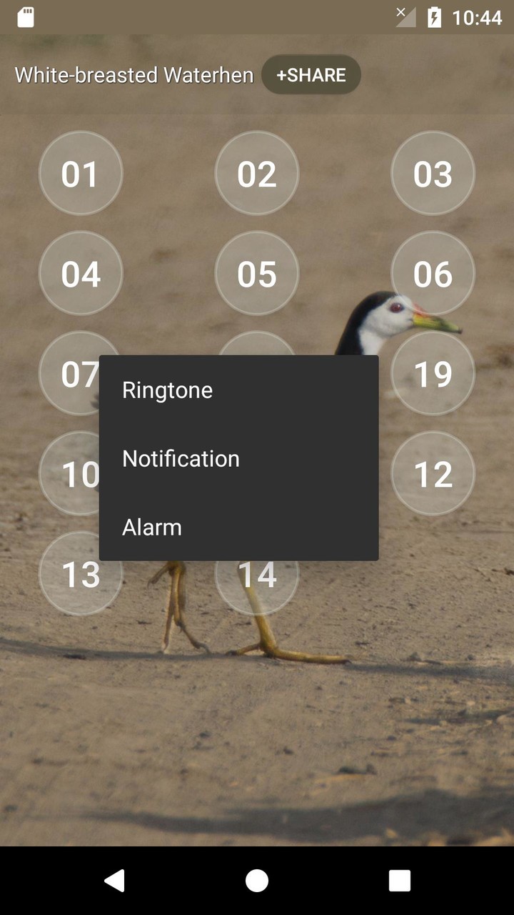 White-breasted waterhen sounds screenshot image 3_Popularmodapk.com