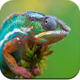 HD Macro Wallpaper1.02_Popularmodapk.com