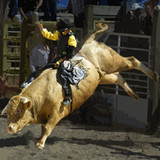 Bull Riding Challenge 26.0_Popularmodapk.com