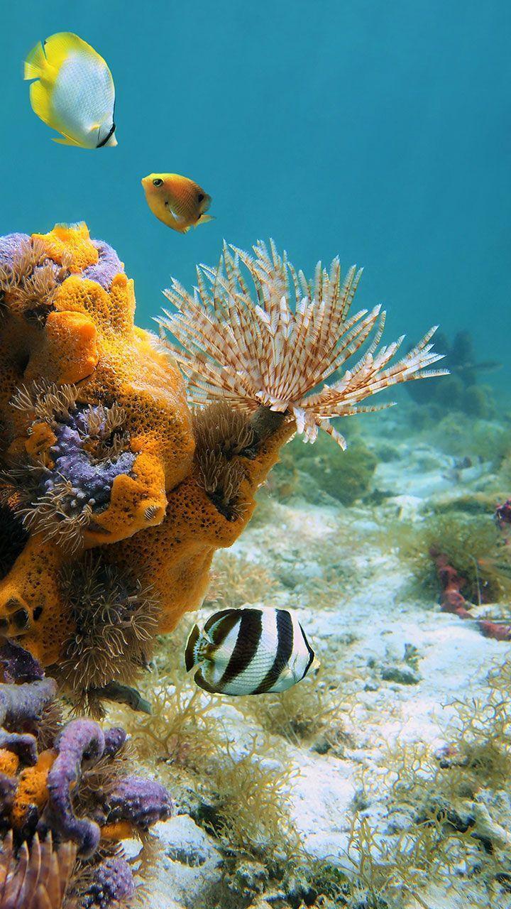 Ocean Fish Live Wallpaper screenshot image 4_Popularmodapk.com