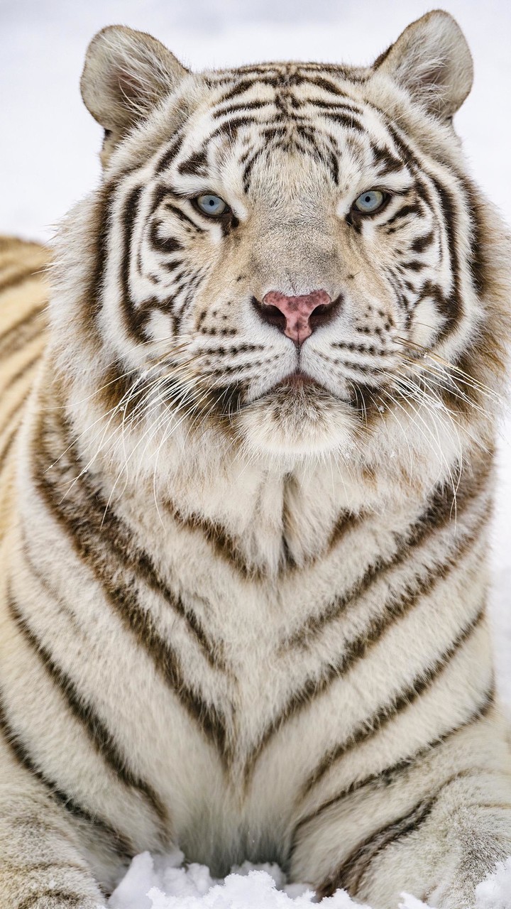 Wallpapers 4K Live HD: Wallpic screenshot image 20_Popularmodapk.com